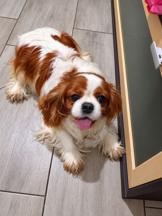 Cavalier King Charles Spaniel  piesek dorosły
