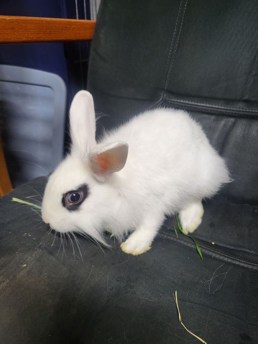 Króliczek miniaturka