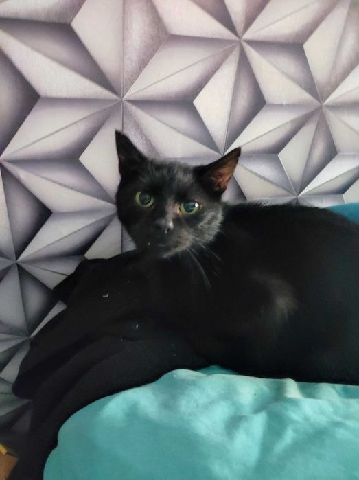 cudowna kicia potrzebuje znaleźć domek