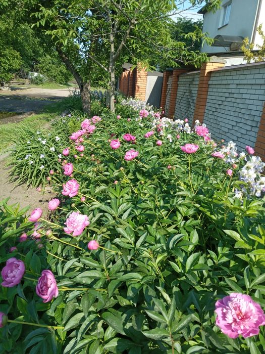 Продам домашню півонію по 12 грн.