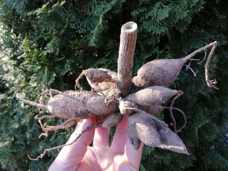 Жоржина. Георгина "Алые паруса"