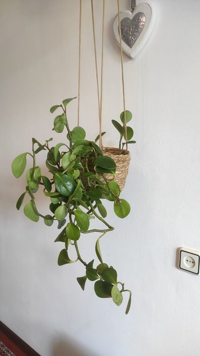 Пеперомія в кашпо