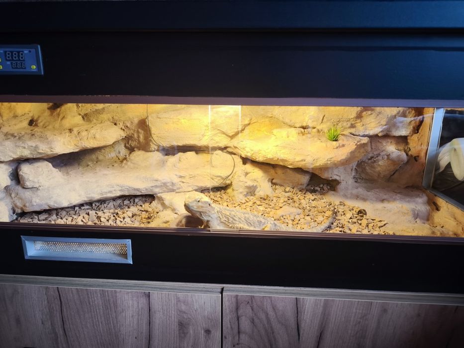 Terrarium z agama brodata