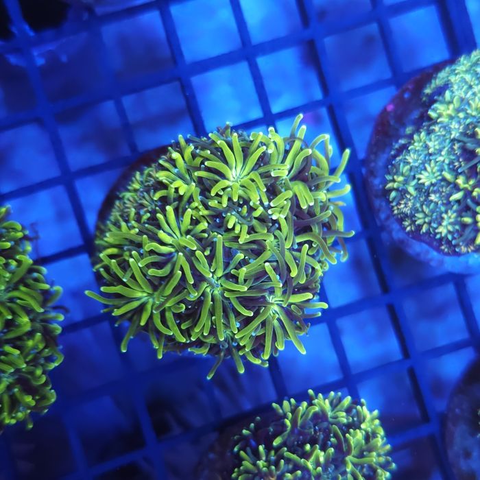 Galaxea fascicularis Akwarystyka morska