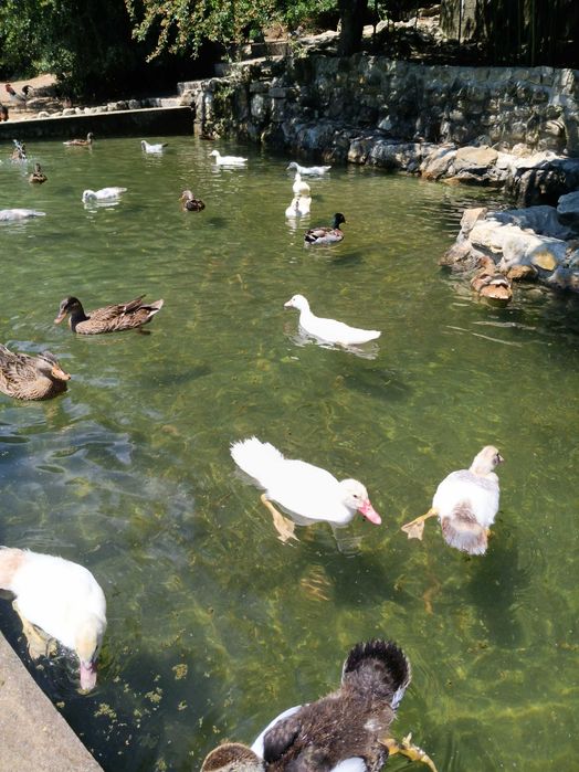 PATOS diversos nascidos e criados em liberdade