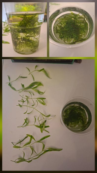 Rośliny akwariowe z przycinki mech peacock moss + hygrophila polysperma