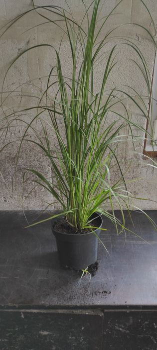 Trawa pampasowa 130cm, rozpielnice, miskanty