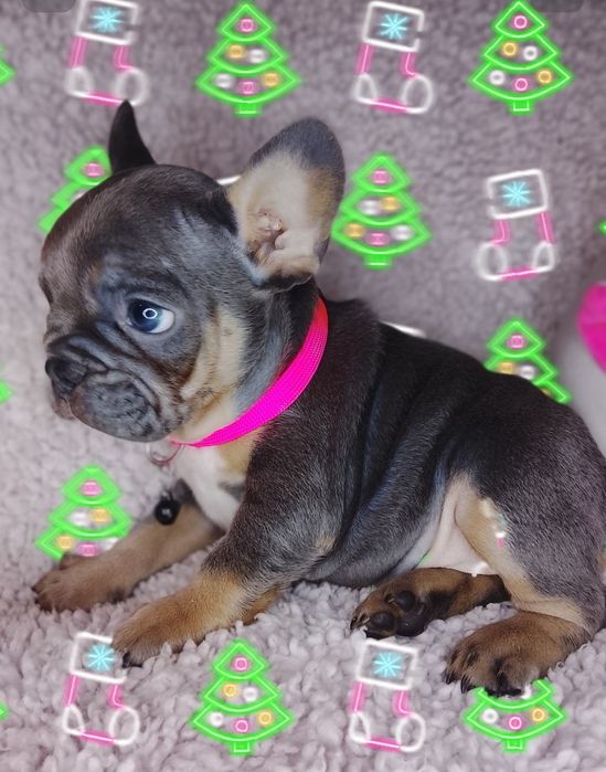 Дівчинка французького бульдога