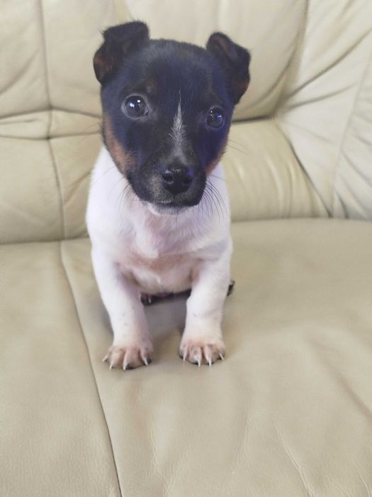Jack Russell Terrier piesek tel.-5.7.5.3.0.2.0.3.9.