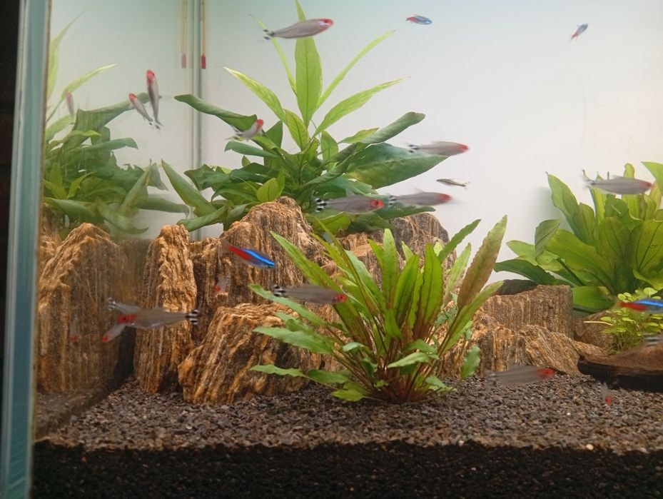 Zwinnik czerwonousty
Ryba