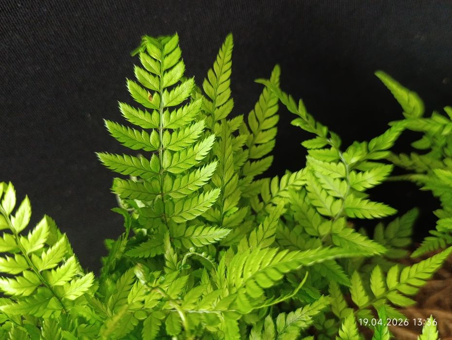 Папороть Атіріум (Athyrium),