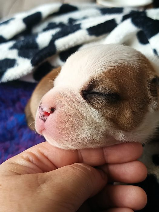 Amstaff FCI – piękny piesek, doskonałe pochodzenie