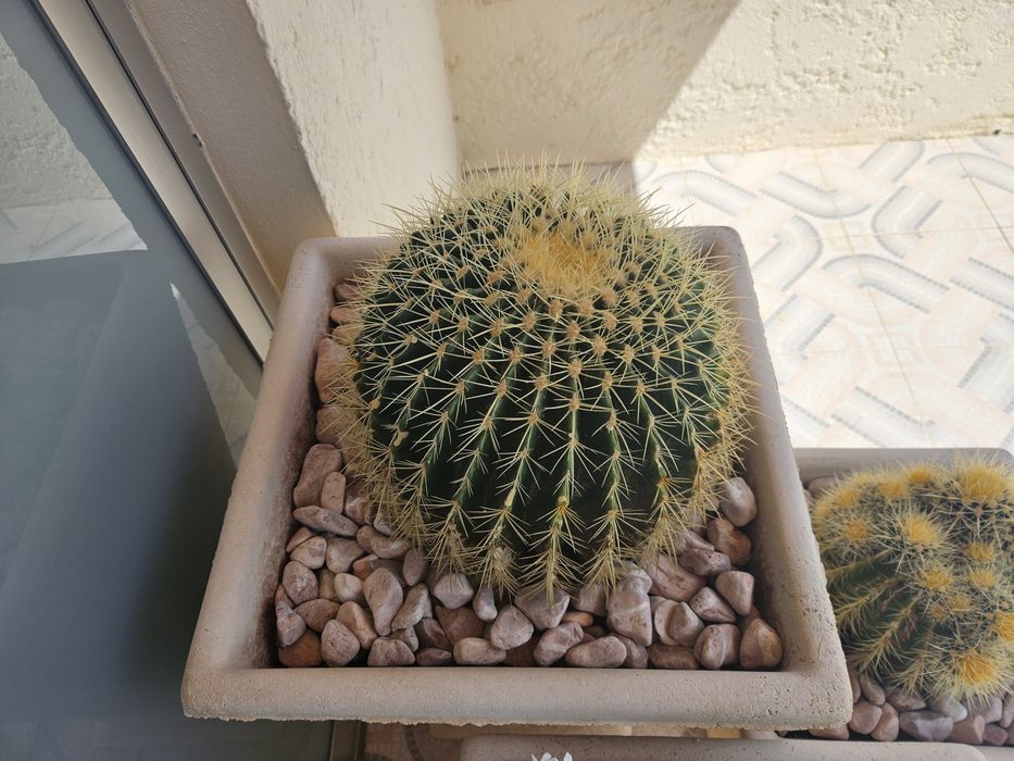 Cactos para Decoração
