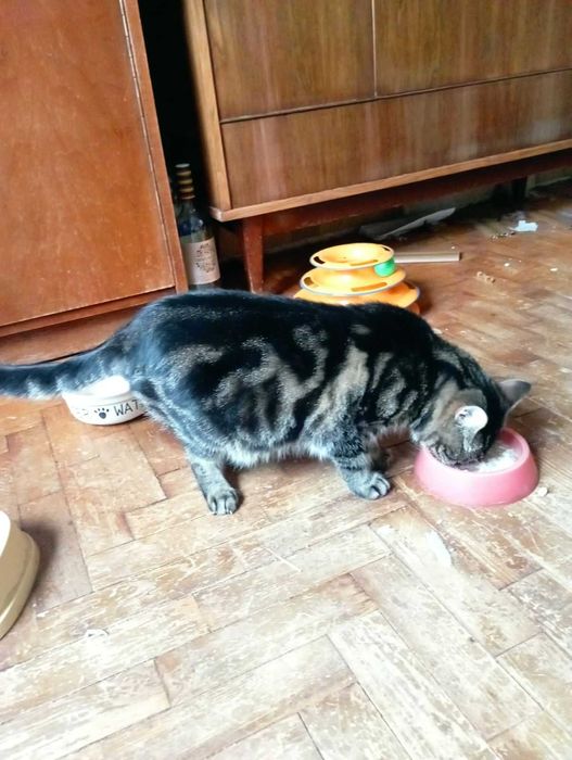 Кошечка Бася ищет дом с полной миской