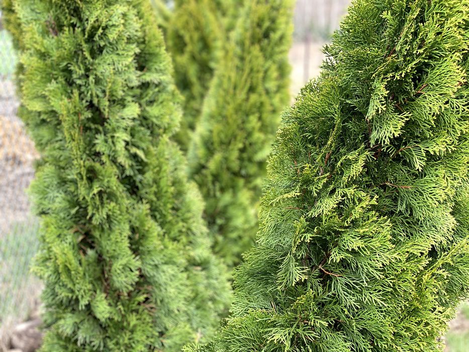 Thuja Smaragd Tuja Szmaragd stożkowa 200-250 cm na żywopłot Tanio
