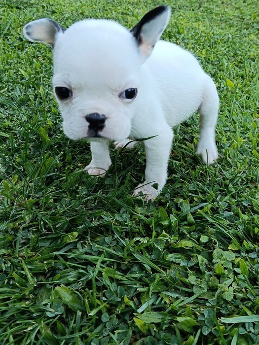 Bulldog francês fêmea