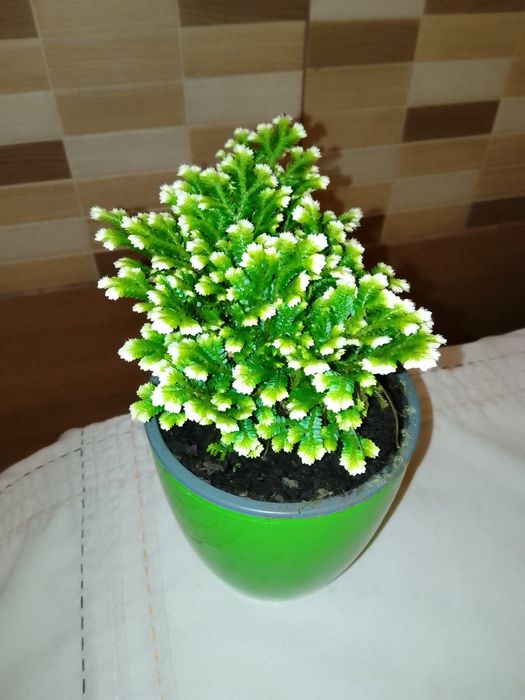 Спатифіліум Жіноче щастя, Хамедорея, Плющ