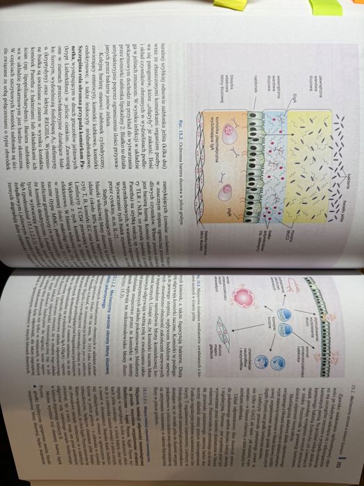 Immunologia Gołąb