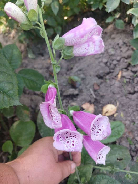 Медуничка. Гарний первоцвіт.