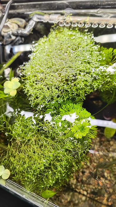 rośliny akwariowe zestaw