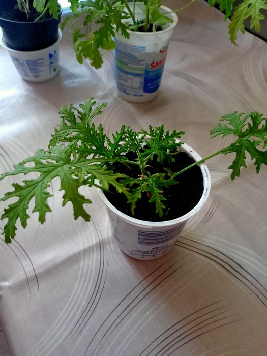 Angina młode sadzonki