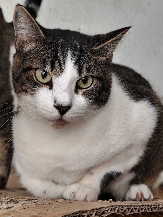 BIZZARRINI (Macho, Adulto) Para Adoção