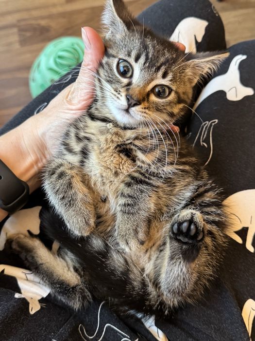 Kotka 7 tyg do adopcji