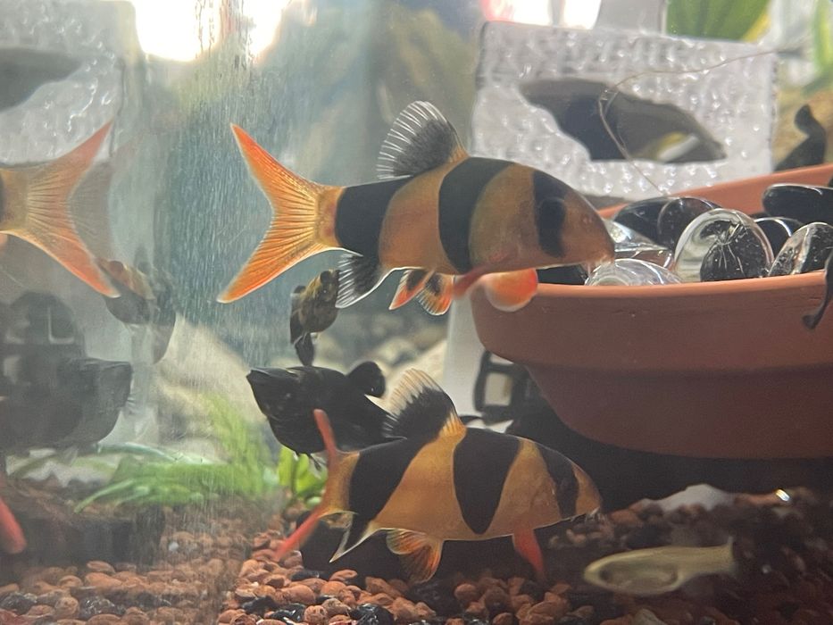 Akwarium 200 l  z szafką