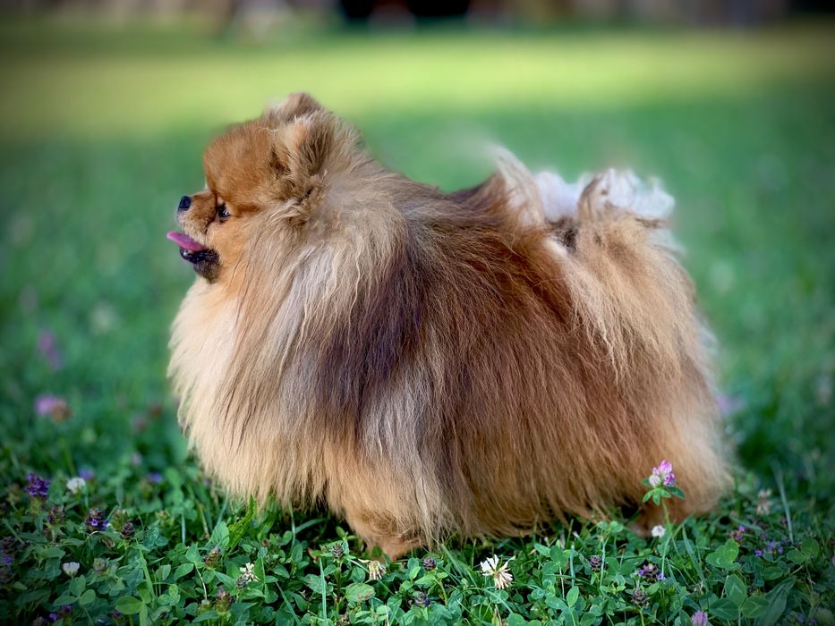 Szpic miniaturowy pomeranian FCi