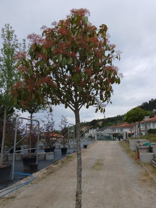 Planta Photinia Red Robin Copa- Vaso 50 L