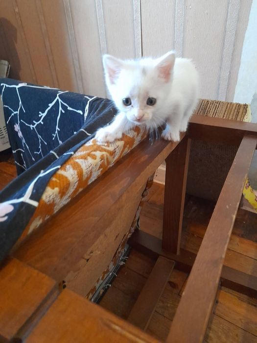 Кошенятко в родину