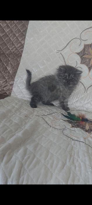 Шотландський довгошерстний котик