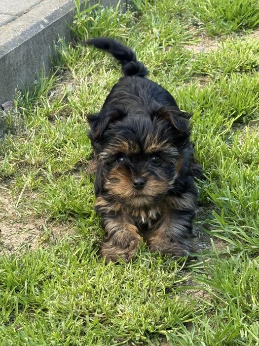 Szczeniak yorkshire terrier