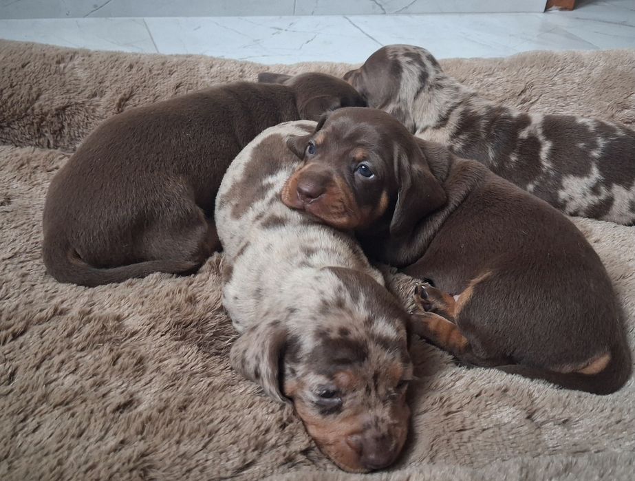 Jamnik choco merle standard