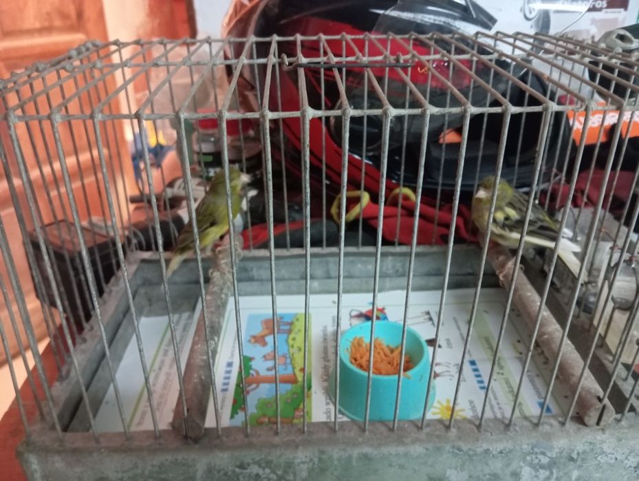 Kanarki, miniatura hiszpańska