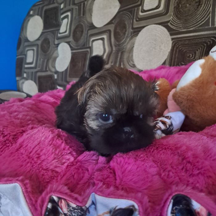 Shih tzu dziewczynka rodowód gotowa do odbioru