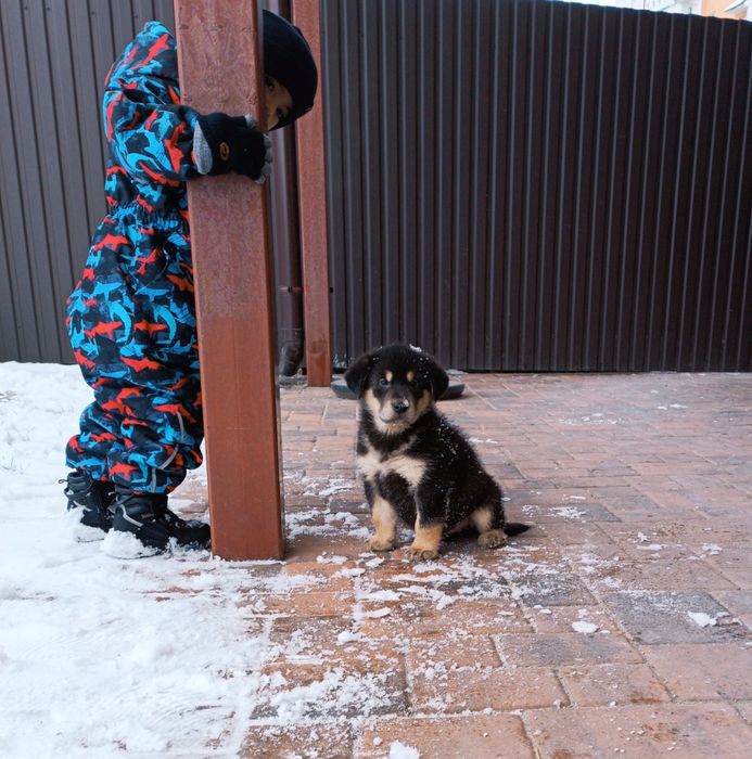 Маю хлопчика та дівчинку вівчарка