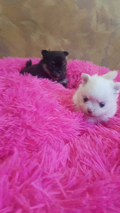 Śliczne szczeniaki szpic pomeranion