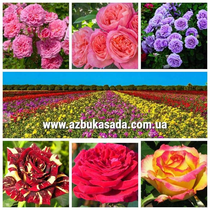 Саженці троянд: кустові, плетисті, бордюрні, англійські, штамбові