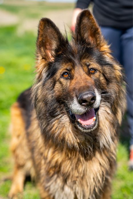 Kenia. Piękna i grzeczna owczarka, owczarek niemiecki