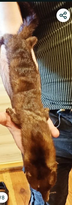 Futerko z norki , zadbane, błyszczące . Długość 70 cm , szerokość 6,5