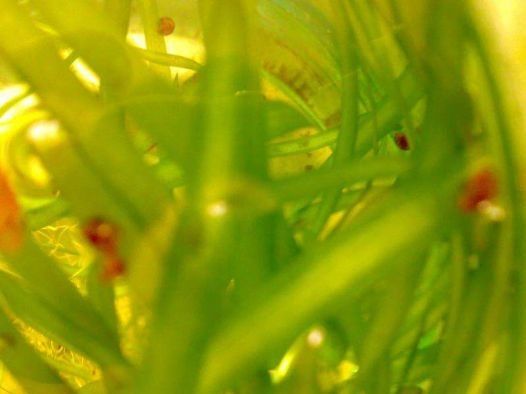 Улитки аквариумные "катушки"