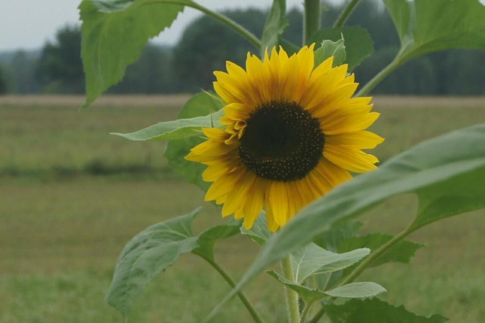 Nasiona słonecznik ozdobny kwiaty/ Faktura/ CERTYFIKAT EKO