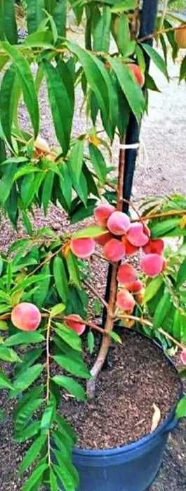 Pessegueiros anão de jardim - Muito produtivos
