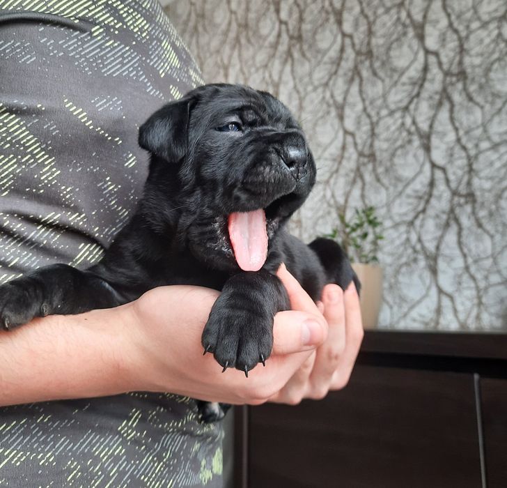 Cane Corso italiano sunia błękitna