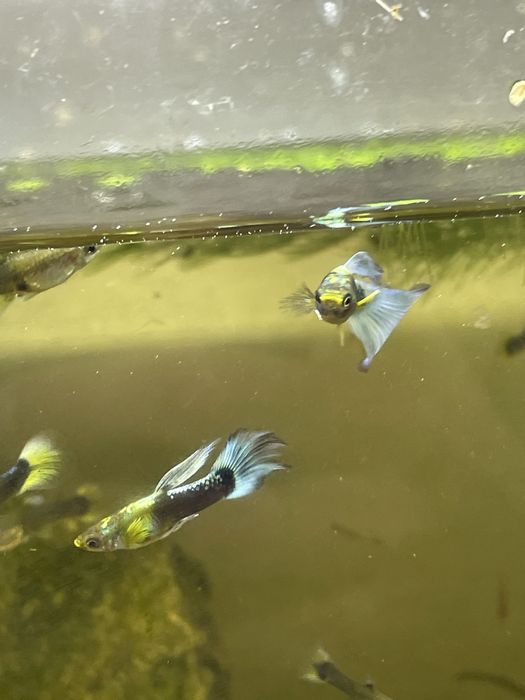 Guppys green moscow