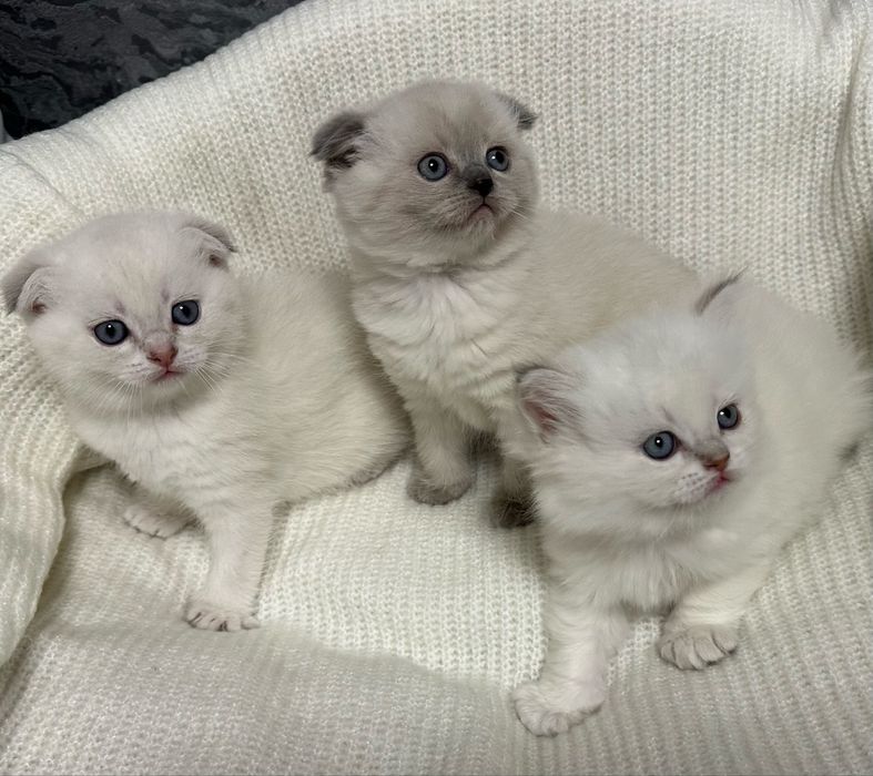 Хлопчик шотландець