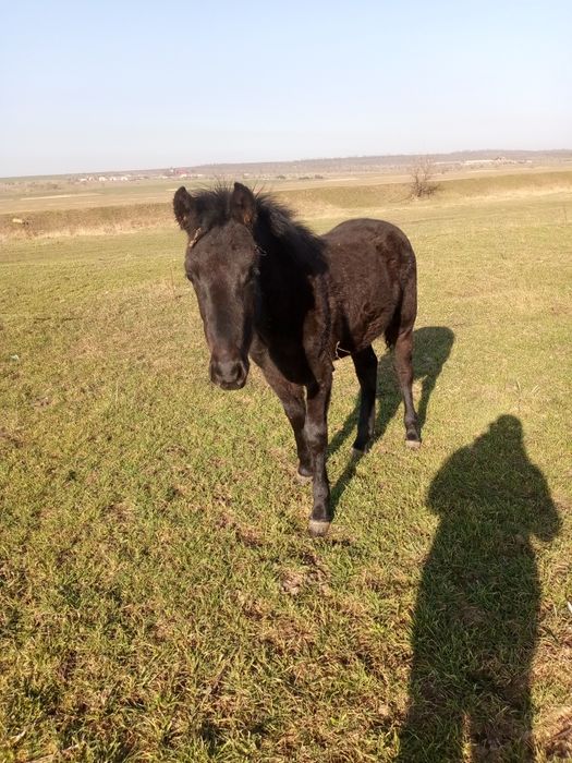 Продам жеребчика