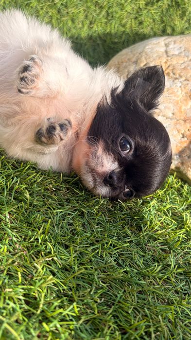 Chihuahua  macho