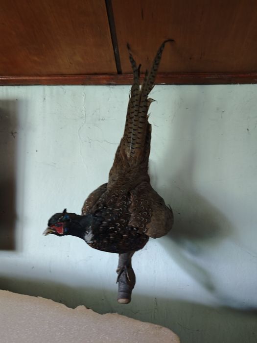 Trofea łowieckie rogi poroża jelenia jeleń lis bażant